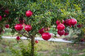 Check spelling or type a new query. Pomegranate Wonderful Variety