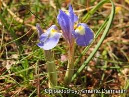 Image result for Moraea niassensis