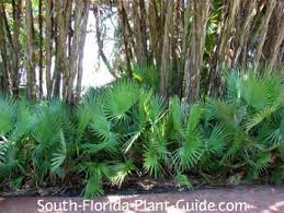 Maybe you would like to learn more about one of these? Native Plants Of Florida
