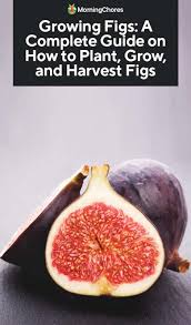 Maybe you would like to learn more about one of these? Growing Figs Best Varieties Planting Guides Care Problems And Harvest