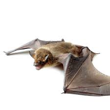 7 Signes Pour Savoir Si Vous Avez Des Chauves Souris Chez Vous Capital Wildlife Control