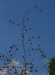 Image result for Wissadula