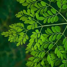 Image result for Moringa oleifera