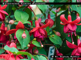Consultez 6 609 avis de voyageurs, 4 968 photos, les meilleures offres et comparez les prix pour 274 hotels à augsburg sur tripadvisor. Botanischer Garten Augsburg Fuchsiafinder