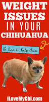Image result for chihuahua big obesity