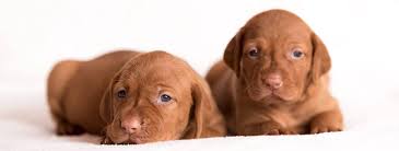 It is known for its loyalty. How Much Do Vizsla Puppies Cost Finding Quality Breeders