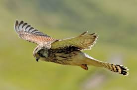 Identify Birds Of Prey The Wildlife Trusts