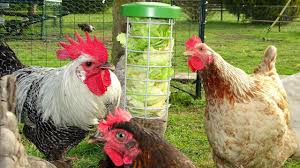 Comment Distraire Vos Poules Nouveau Distributeur De Nourriture Poule Mangeoire Poule Nourriture