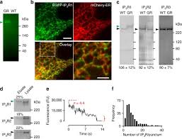 +91 22 67 14 88 87 country: Ca 2 Signals Initiate At Immobile Ip 3 Receptors Adjacent To Er Plasma Membrane Junctions Nature Communications