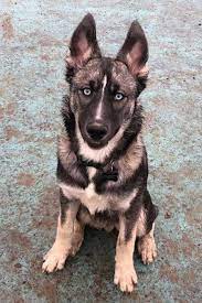 The german shepherd is a very popular dog breed of german origins. Husky Mix Blue Eyed Husky Mix German Shepherd Puppies
