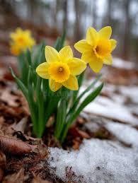 Early Spring Daffodils Stock Photos ...