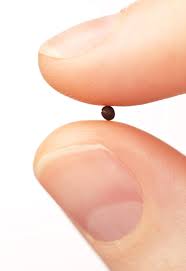 If you have faith the size of a mustard seed … ” Luke 17:5–10 The apostles  cry out, “Increase our faith!” and Jesus answers by reminding them, and us,  that even the