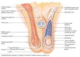 It is homologous to the female ovary. Ch27 Testes