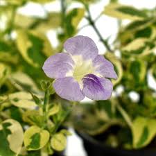 Image result for Asystasia guttata