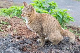 Katzenkot Erkennen Bilder Vom Aussehen Gartenlexikon De