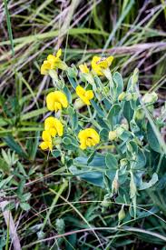 Image result for Riocreuxia torulosa