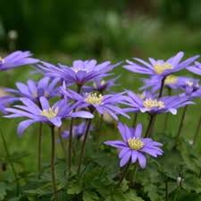 Maybe you would like to learn more about one of these? Buy Winter Windflower Blue Flowered Bulbs Anemone Blanda Blue Flowered 5 99 Delivery By Crocus