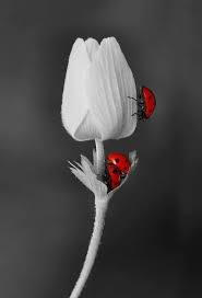 Beautiful Black And White Photography With Color Splash Black White And Red Color Splash Photography Color Splash Photo Color Splash Red