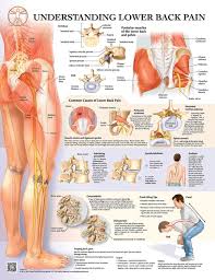Muscular system female chart laminated wall chart. Muscle And Skeletal Anatomy Posters Clinicalcharts Com