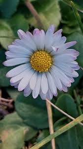 Image result for Bellis
