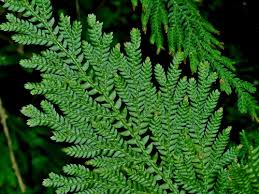 Image result for Selaginellaceae