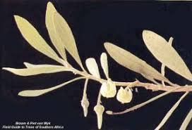 Image result for Diospyros dichrophylla