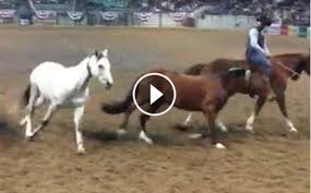 View the daily youtube analytics of double dan horsemanship and track progress charts, view future predictions, related channels, and track realtime live sub counts. Dan James And His Incredible Horses Show Everyone What True Horsemanship Is All About The Horseaholic