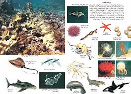 حيوان المعرفة