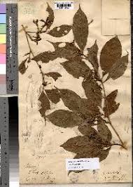 Image result for Aulacocalyx jasminiflora