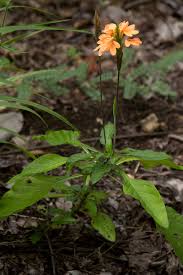 Image result for Crossandra puberula