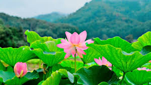 Beautiful Lotus Flowers Planet Earth Amazing Nature Scenery Best Rel In 2020 Good Morning Nature Amazing Nature Photos Good Morning Nature Images