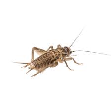 My husband and i began trying to. Camel Cricket Cave Cricket Spider Cricket Control Large Crickets
