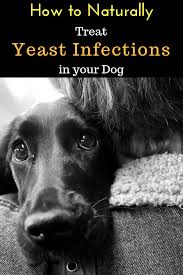 How To Naturally Treat Yeast Infections In Dogs Dog Yeast Infection Dog Yeast Infection Skin Treat Yeast Infection