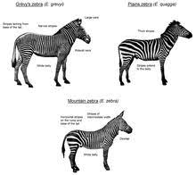 Where are zebras generally found?. Zebra Wikipedia