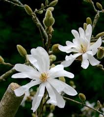 Planting cherry trees is a lot of fun! Go Gardening Helping New Zealand Grow Garden Inspiration Tips And Advice From The Expert