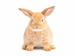 See more ideas about iepuri, iepurași, pui de iepurași. Invatarea Iepurilor Domestici Sa Foloseasca Litiera Veterinarul Pet