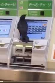 烏鴉學人亂戳售票機 有網友拍到了一段有趣的畫面 一隻烏鴉站在電車的售票機前像是要買票 烏鴉在自動售票機前跳來跳去 機器也一直發出提示語句 牠可能是看過人類買票而想要模仿學習 烏鴉 crow electronic products