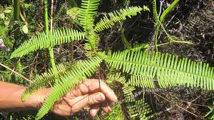 Image result for Dicranopteris