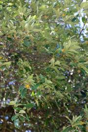 Image result for Caloncoba