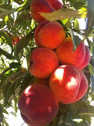 Peaches Our Florida Prince Peaches Are Coming Along Nicely Princes Peach Peach Fruit