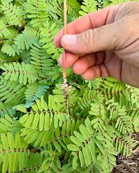 Image result for Sesbania