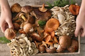 Cogumelos contaminados por fungos e bactérias? Isso é possível? | Dicas  Cursos CPT | Cursos a Distância CPT