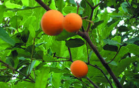 Image result for Landolphia lanceolata