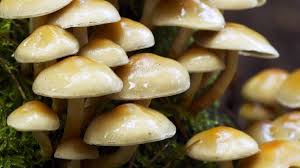 ►ich habe neue steinpilz stellen gesucht und gefunden! Pilzkalender 2020 Pilze Sammeln Nach Saison Pfifferling Steinpilz Co