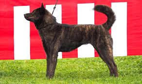Learn about your this breed of dog with our extensive breed profile. Welcome
