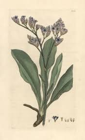 Image result for Limonium vulgare