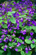 Image result for Streptocarpus glandulosissimus