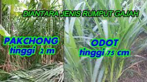 Anda dapat menaburkan atau mencampurkan pupuk pada lahan kebun saat penanaman dimulai. Mengenal Jenis Jenis Rumput Gajah Salah Satunya Adalah Rumput Odot Ini Youtube
