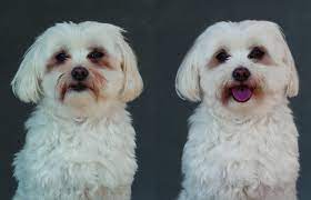 Oct 20, 2017 · tropiclean face shampoo (the blueberry kind) is soap free and many groomers use it to help rid of tear stains. 6 Ways To Remedy Tear Stains The Farmer S Dog Dog Tear Stains Tear Stain Removal Dogs White Dogs