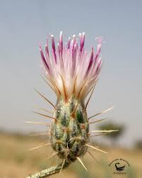 Image result for Dicoma capensis